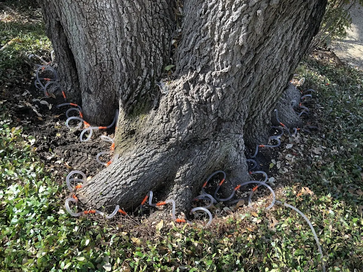 Detailed Tree Cabling and Bracing job site in West Hyannisport