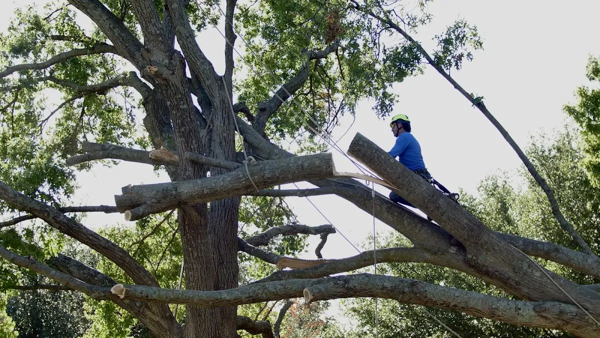 Professional Crown Thinning performed by certified arborists in West Hyannisport